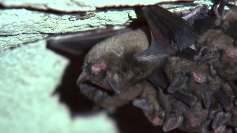 Sleepy Bats