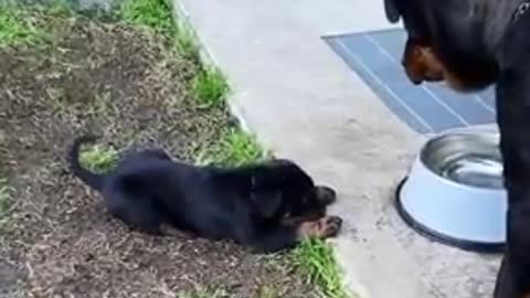 Rottweiler mom arguing with son