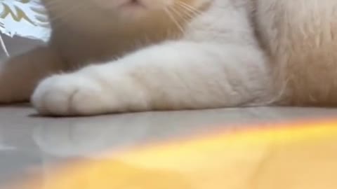 Cat short clip