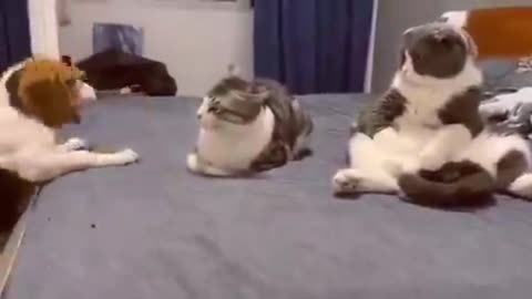 funny pet video 6