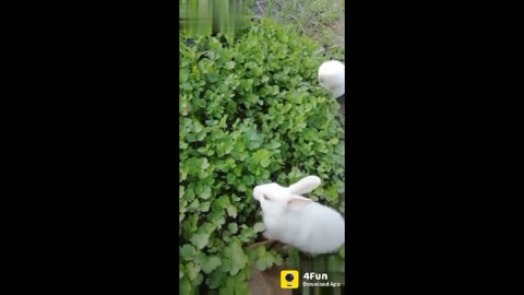 White Rabbit.very cute rabbit