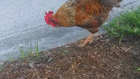 OMG killer rooster on the loose