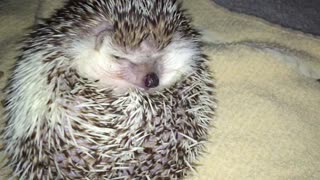 Cranky Hedgehog