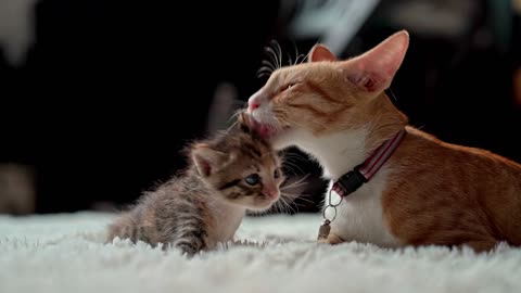 cat being affectionate with her puppy!