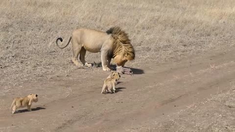 Lion and Kids