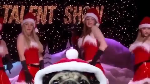 Festive Paws: Doug's Merry Dance to a Holiday Favorite! 💃🎶