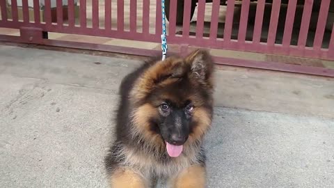 German Shepherd Long coat puppy.|| Puppy is tied only while capturing Video & taken to a vet.Thanks