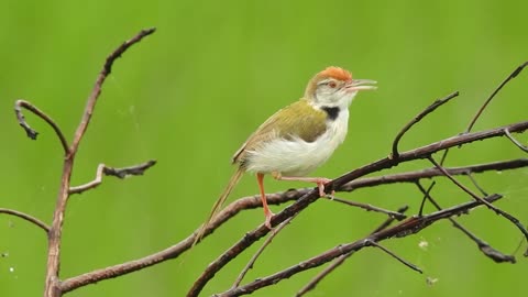 What bird is this?