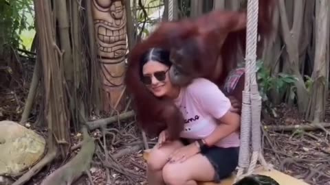 OMG! What Chimpanzee Doing To Karmilla Cardoso