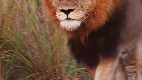 Stare Into the Eyes of a Lion