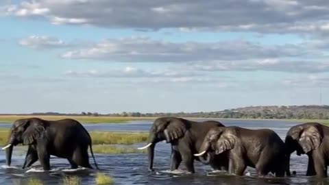 Four elephant bulls rise out of the Chobe River, in Botswana.❤