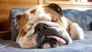 Funny sleeping english bulldog