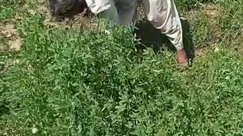 Grass Cutting for Cattle || مویشیوں کے لیے گھاس کاٹنا #cattlesfarming