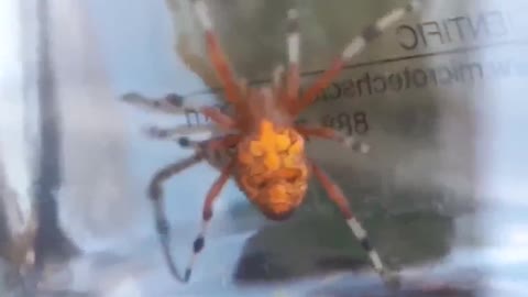 Pumpkin Spider