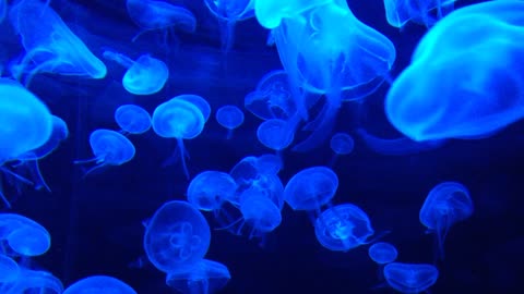 Amazing Jellyfish Aquarium 4k HDR video - Great for OLED tv display, #jellyfish #trendingvideo,