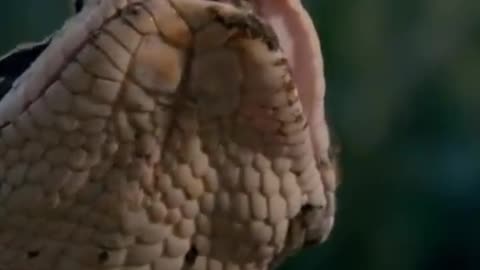 The Highly venomous Gaboon viper snake Giving Birth(Bitis Gabonica) 🪱
