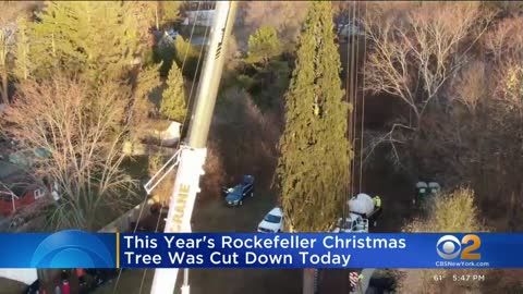 Rockefeller Center Christmas tree cut down upstate