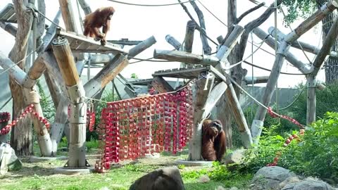 Orangutan Day!