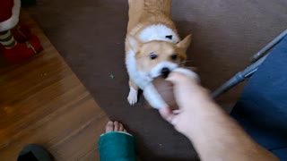 Corgi likes his football