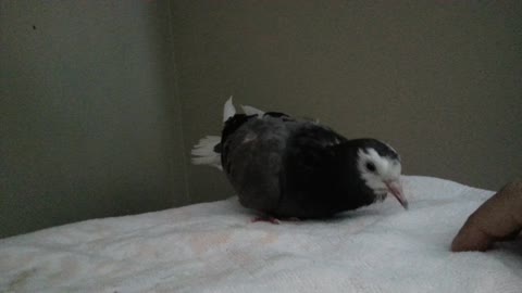 Baby pigeon calls out for owner's attention