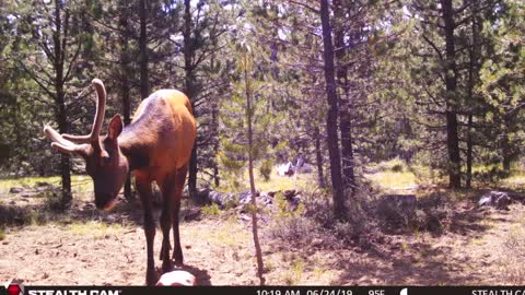 Elk on our trail cams