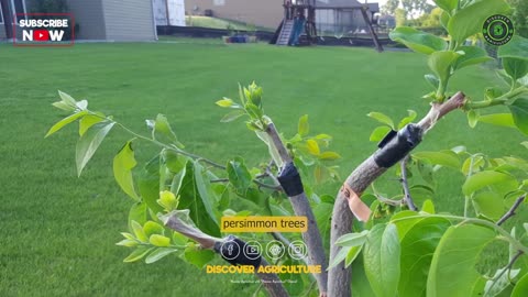 Persimmon Fruit Farming Tips for Growing and Harvesting Delicious Fruit