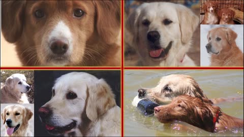 Star Crowned Goldens & Tollers Intro