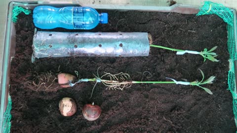 Seedlings with avocado rootstock grafting