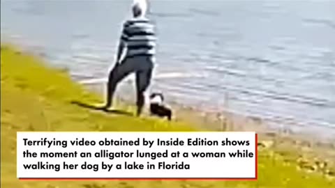 Terrifying video shows alligator snatch Florida woman walking her dog