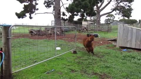 Alpaca huérfana corre a través de un campo para encontrarse con su dueño