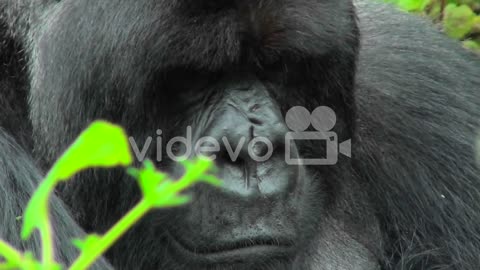 An adult mountain gorilla bears a serious expression sitting in the Rwandan rainforest