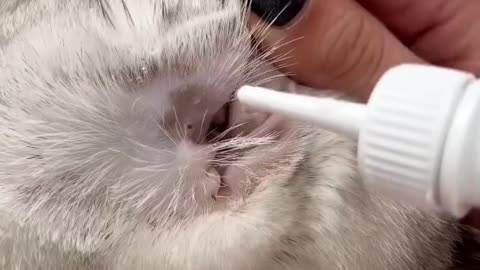 How to clean a cat's ears