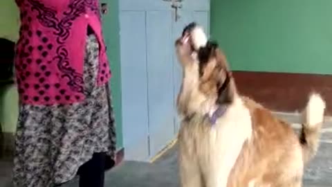 Wild Saint Bernard doesn't like neck tie and toes...