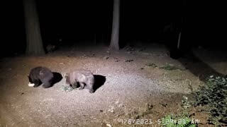 Bear Family Plays with Food