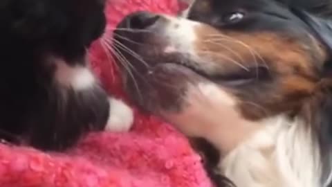 Dog's New Kitten Is Super Annoying And Lovable