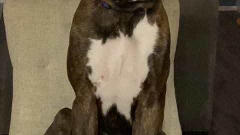 Boxer Falls Asleep While Sitting Upright