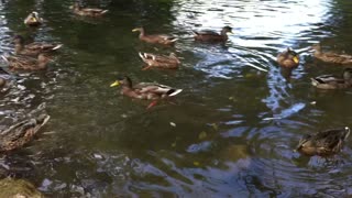 Ducks! Just ducks