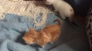 Two 3 week old kittens learning to walk, still unsteady ob their paws
