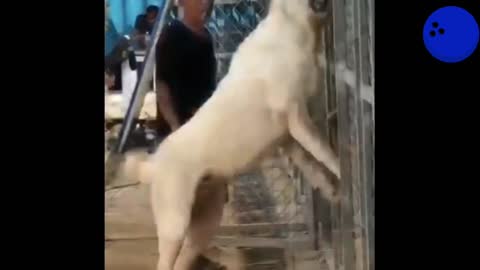 Funny doggy video 🐕🐕