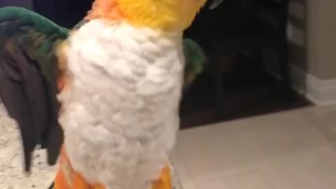 Bella The Caique loves cheap thrills!!