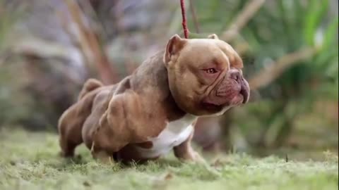 American Bully Different Breeds Part 1 Nano American Bully Smallest American Bully Breed