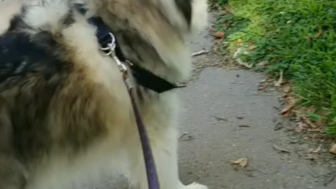 Dogs walk with tiny wheelchair mama