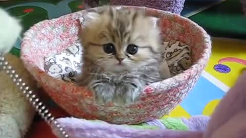 India, The Most Adorable Kitten Loves To Play With Her Owner