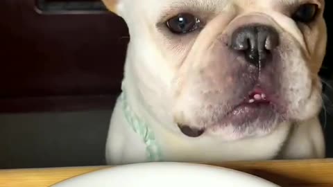 Dog eating Dragon Fruit ASMR