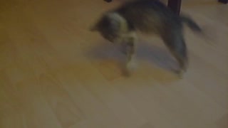 Cat is playing with her tail and gets scared