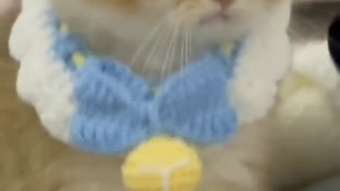 Cat Prank Video Clip in My Home, Very Funny Clip, Cat Confuse! When show a Lightning Ball