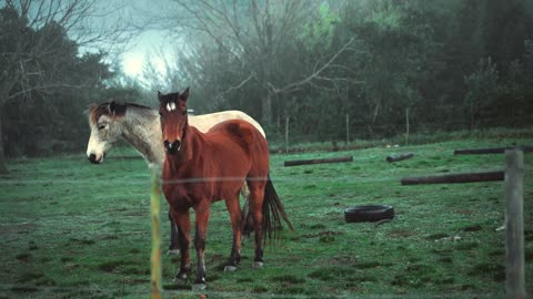 Brown and white horse in the pasture