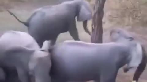 A Family of Elephants See a Lion and Form a Circle to Protect Their Children