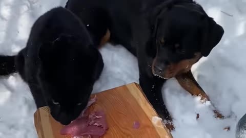 Leopard and Rottweiler share a piece of meat