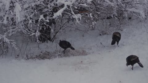 Fowl Wildfowl Turkeys Turkey Squirrel Snow Winter